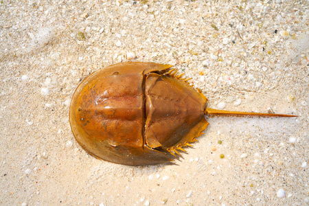 鲎潘海鲎斐墨西哥照片