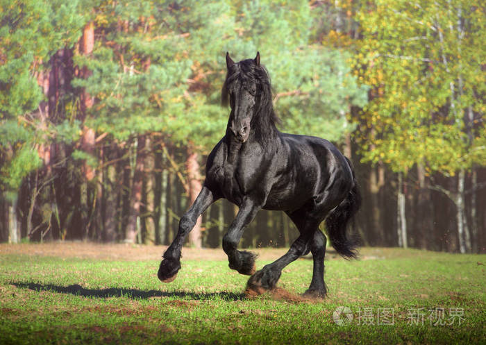 大黑马在后台运行森林