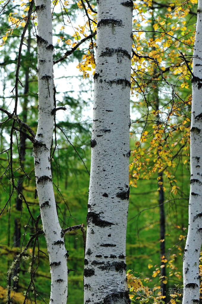 白桦树树干