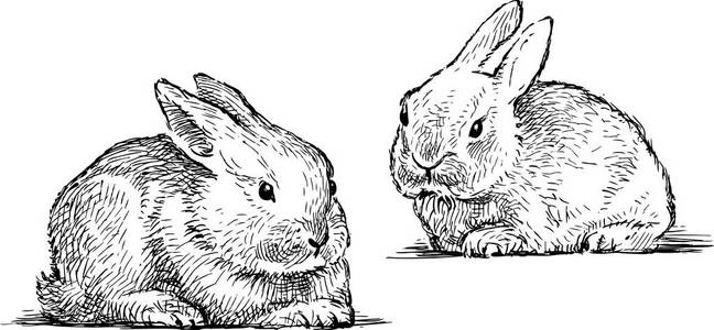 小兔子的草图照片