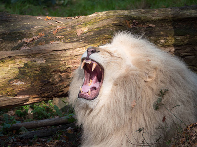 吼叫的狮子图片