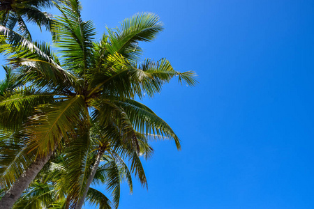 苏梅岛泰国海滩的椰子树
