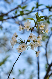 蓝色背景的春天的花朵