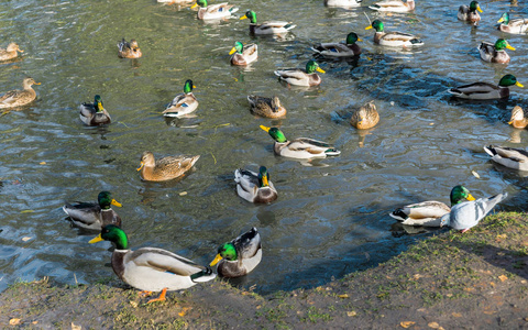 大量的鸭子在池塘里一起游泳