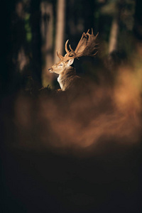 在黑暗的秋森林中的鹿