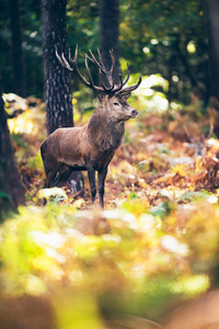 在秋天森林中的鹿