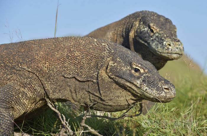 岛上的科莫多巨蜥
