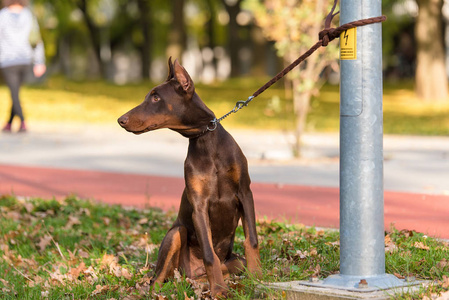 杜宾犬狗在公园里