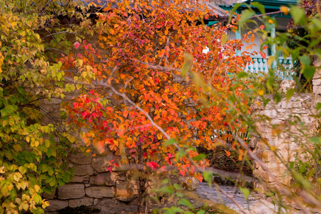 秋天风景有明亮叶子的树
