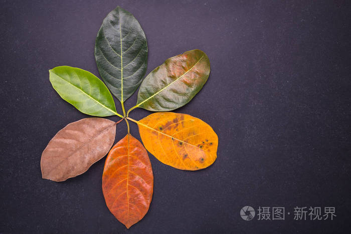 不同的颜色和年龄菠萝蜜树上的叶子叶 f