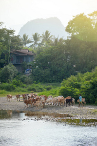 牛路过南松河在万荣，受欢迎的旅游胜地在老挝人民民主共和国