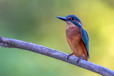 翠鸟或 Alcedo 这个栖息枝头