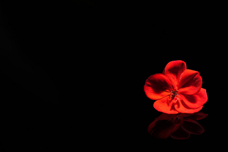 黑色钢琴上的红花插画