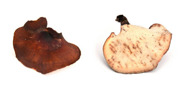 royoporus 牛肝菌蘑菇