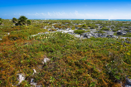 墨西哥里维埃拉玛雅的 akumal 海湾