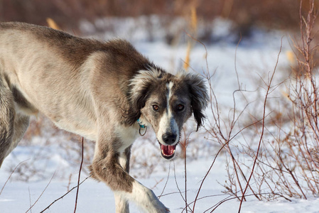 Tazy，或中央亚洲灰狗或哈萨克灰狗，土库曼灵缇是狩猎犬品种