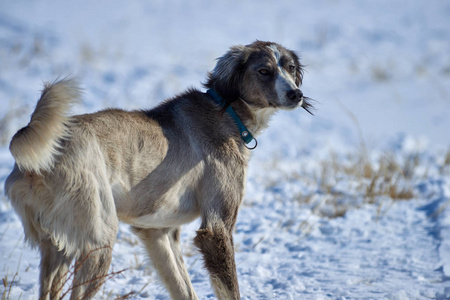 tazy,或中央亚洲灰狗或哈萨克灰狗,土库曼灵缇是狩猎犬品种照片