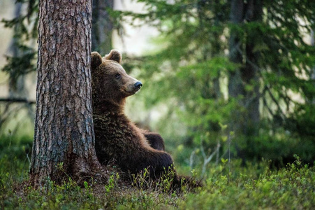 森林中的野棕熊