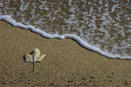 小小一粒沙图片