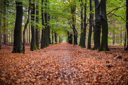 在一个秋天的树林与各种细节的树叶场景