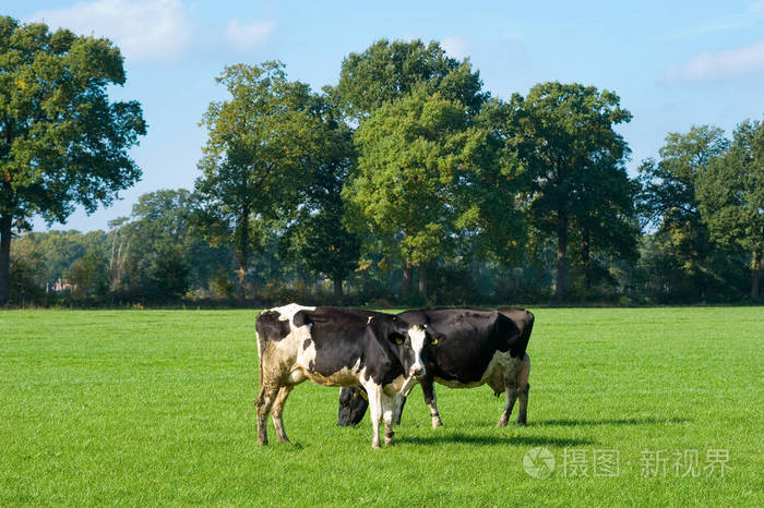 荷兰牛在草地上