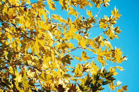 黄色和橙色的叶子在阳光明媚的天气与蓝天