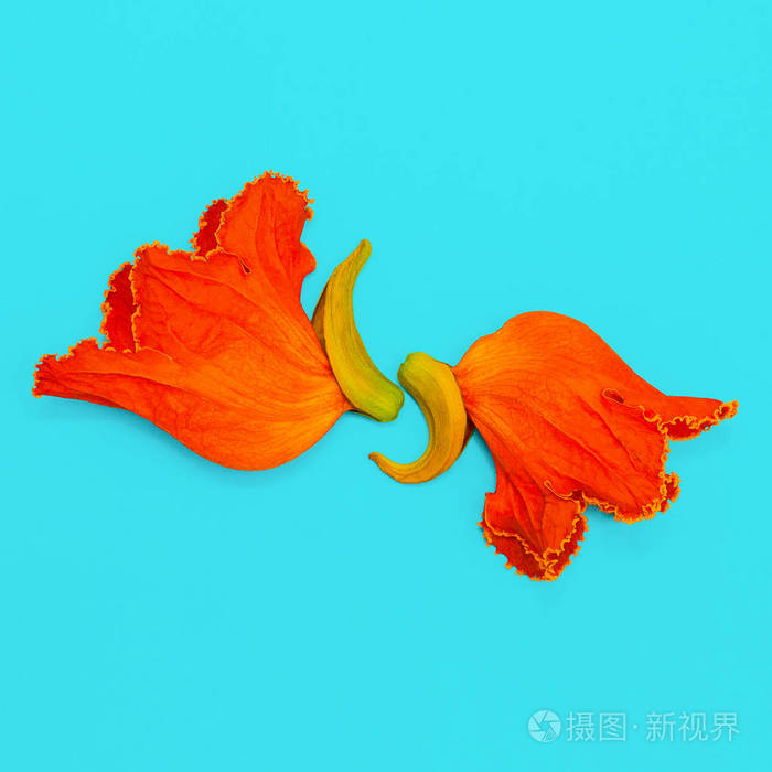 蓝色背景上的橙色花朵。极少主义艺术