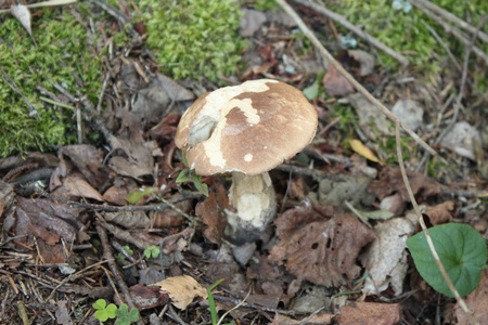 蘑菇 boletus, 白真菌