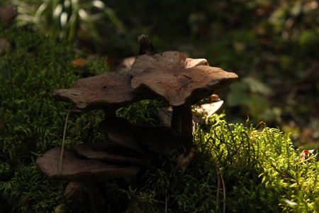 蘑菇。armilaria mellea