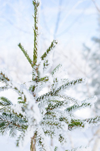 在雪中的树