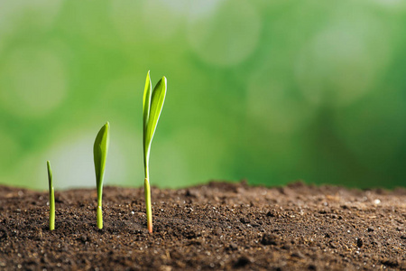 种植种子在地里发芽.