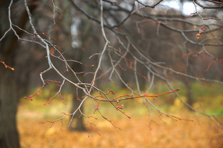 秋天的树林的树枝