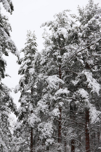 冬季公园在雪中