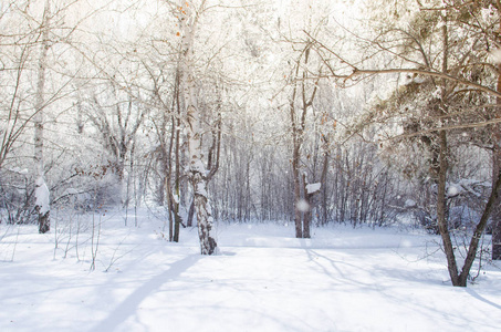 太阳光线和落雪的冬天桦树和松树森林
