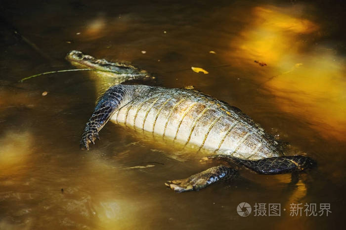 死鳄鱼漂浮在河岸上的河岸上