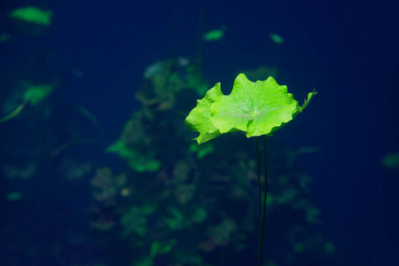 岩天坑 waterplants 在海滨玛雅