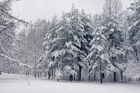 冬季公园在雪中