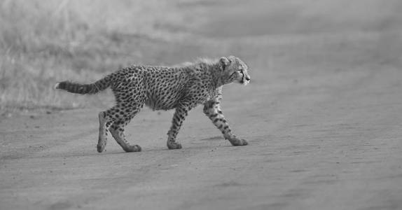演奏的清晨在一条路上的一个猎豹幼崽