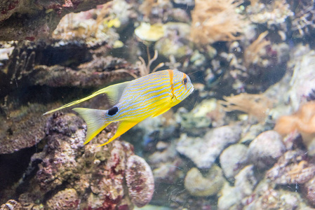 热带鱼水族馆环境中的特写