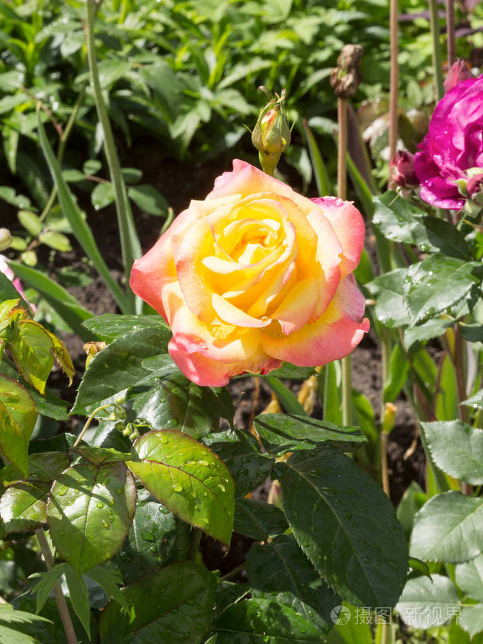 在阳光明媚的夏日清晨一朵娇嫩的黄色玫瑰在花坛里莫斯科俄罗斯