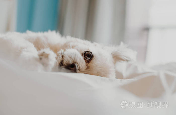 可爱的小狗睡躺在床上的白色面纱