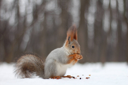 红松鼠吃坚果的雪地上