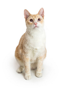 蓝眼睛的橙色和白色的猫照片