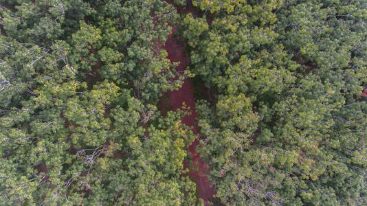 泰国南部的空中橡胶树种植园图片