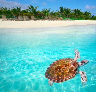 Mahahual 加勒比海龟 photomount