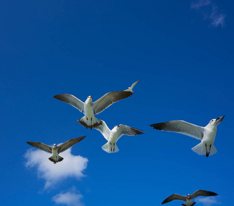 海鸥海鸥飞在蓝蓝的天空上