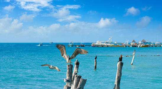 妇女岛加勒比海滩鸟类