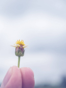 手里拿着草花在天空中