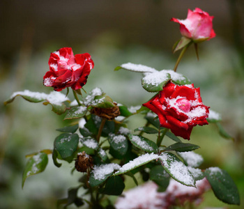 雪上的花朵在雪地里的红玫瑰照片