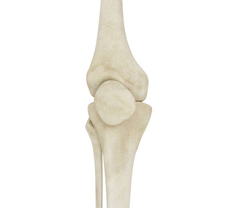 人体膝关节骨骼三维图